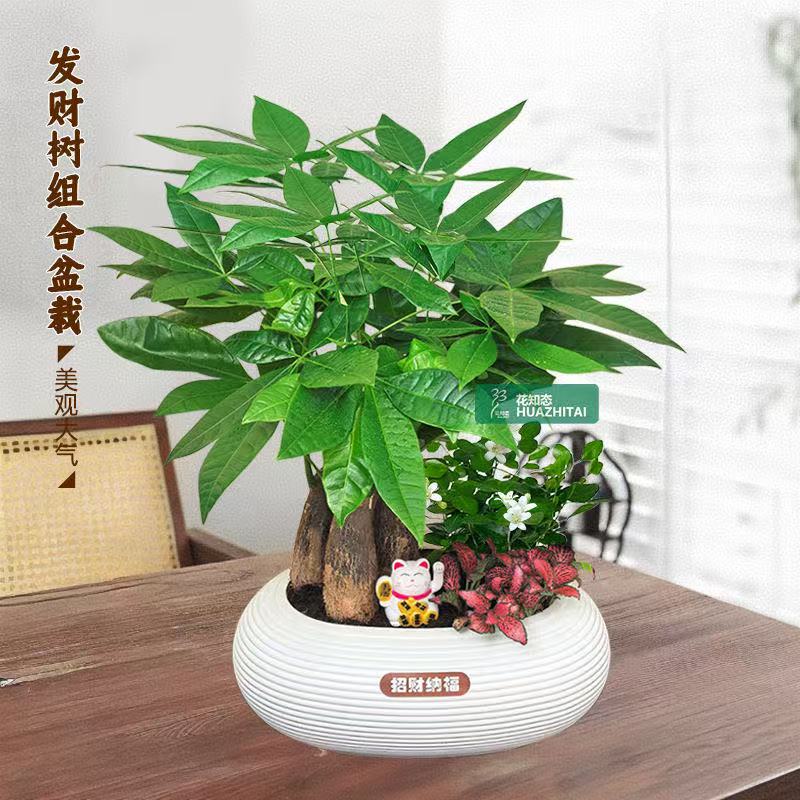 发财树组合盆栽绿植旺宅好发财办公桌面摆放好养净化植物四季常青