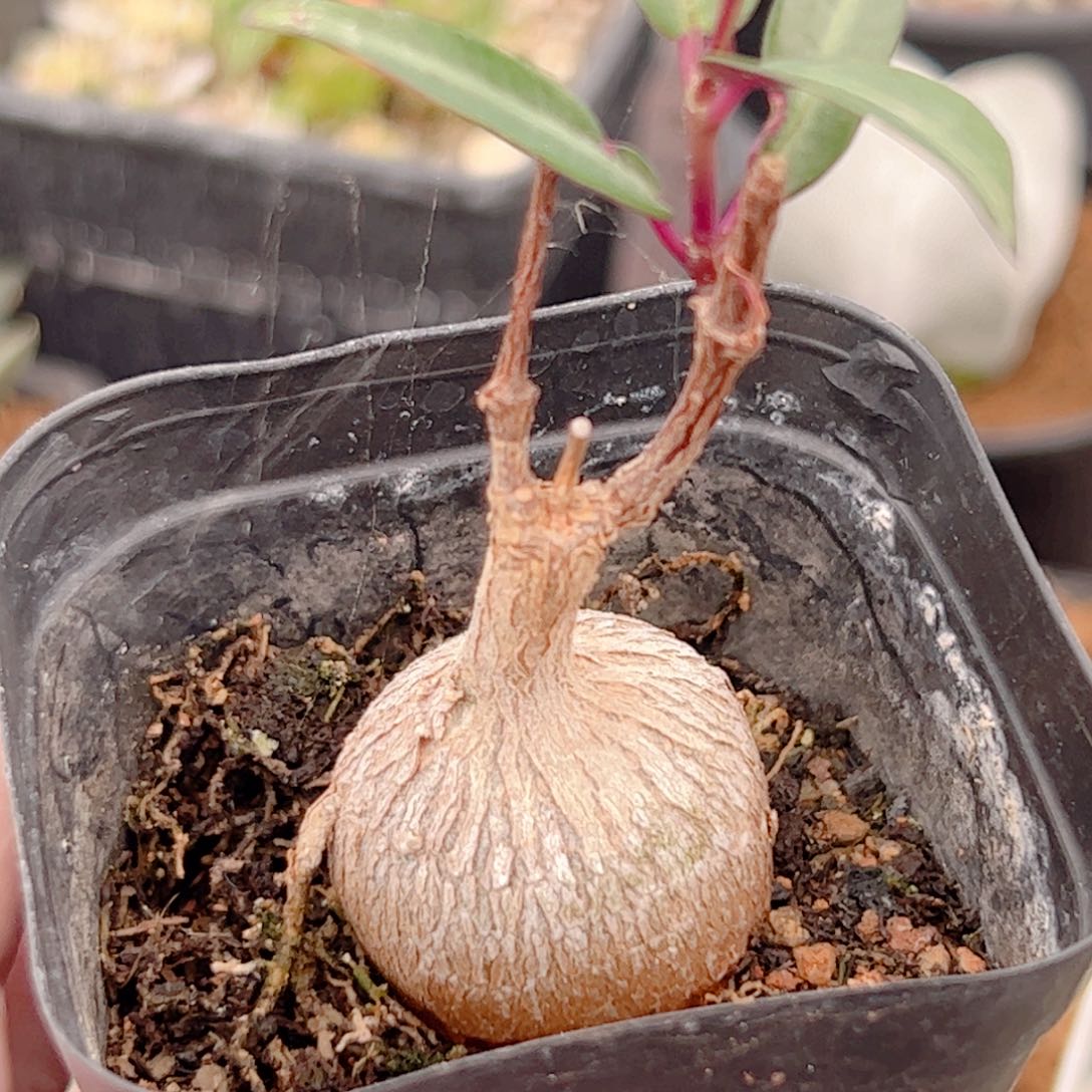 紫背罗摩实生块根