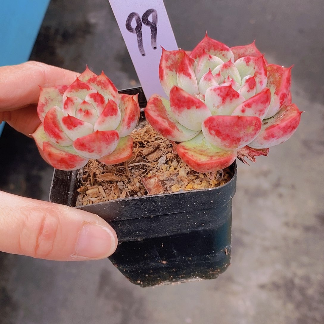 99多肉植物老桩11
