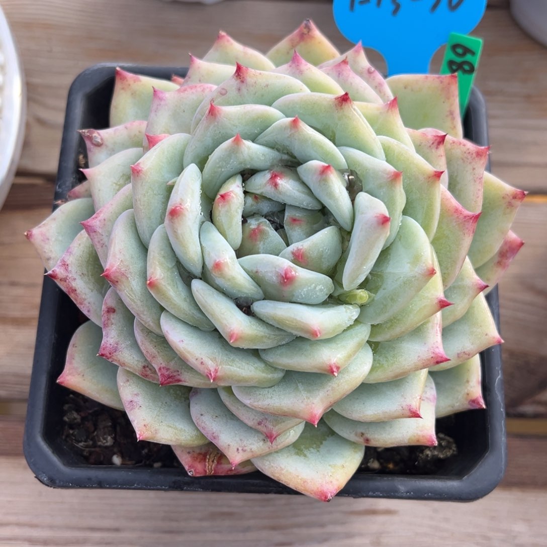 1-13-30白拉糖多肉植物