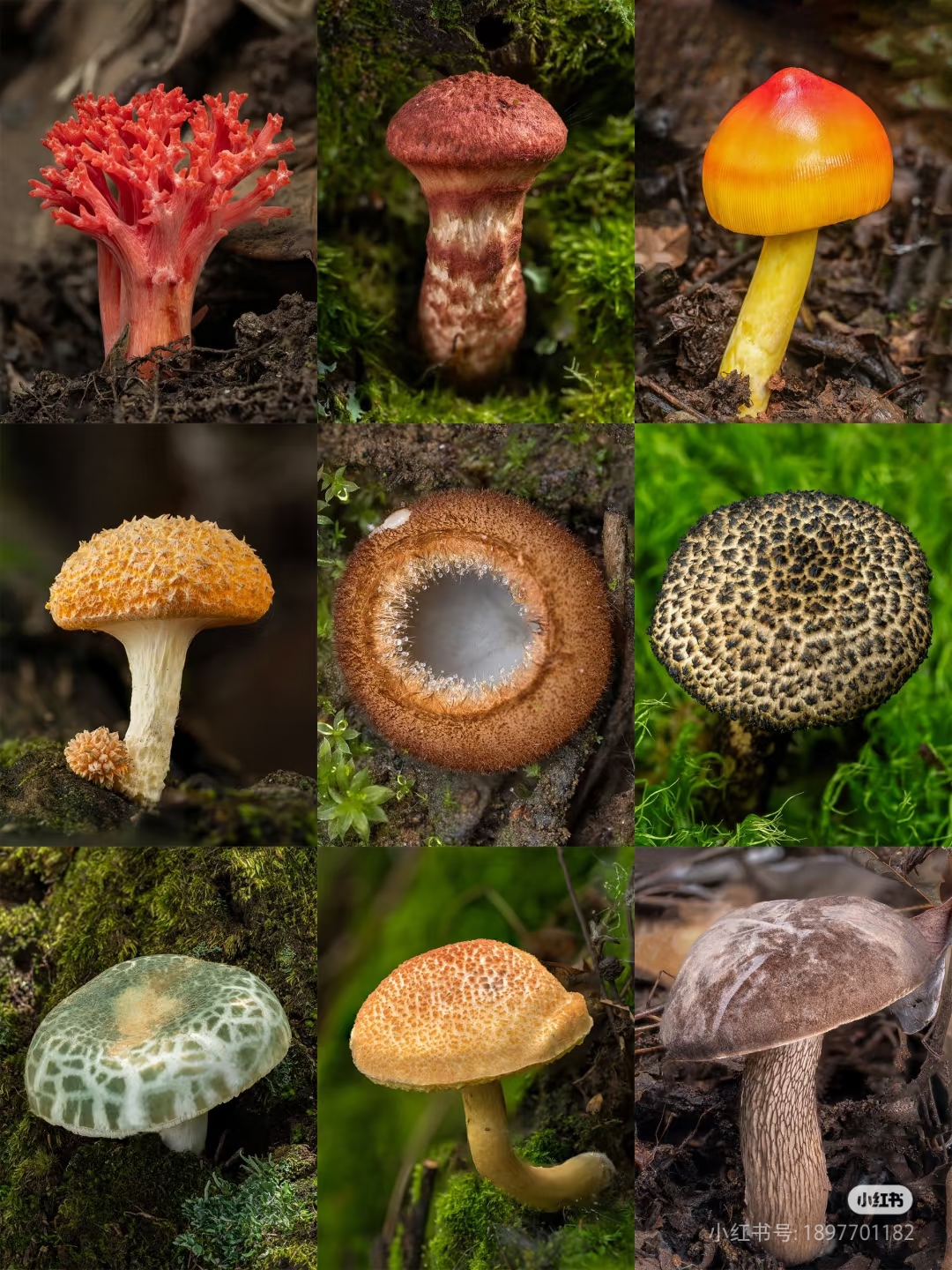 1【H-B-菇】净含量3g-50g【金金现收】