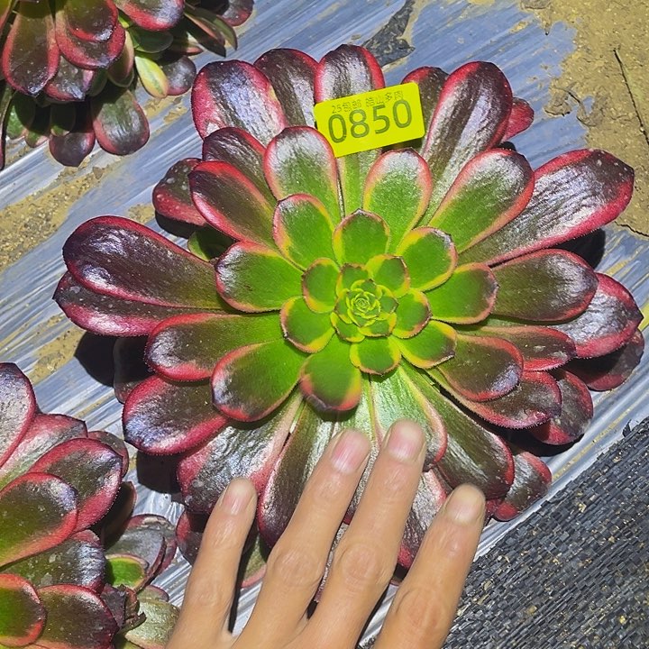 0850水果糖多肉植物