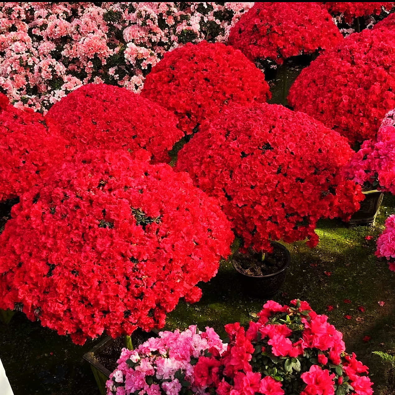 中国红杜鹃花四季开花室内外地栽盆栽花卉吸甲醛耐寒
