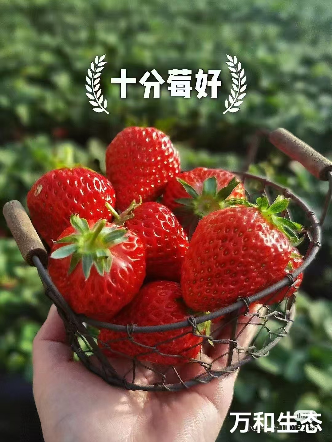 【限购1单】 抢4色脱毒穴盘基质草莓苗高成活  新手体验装 基地直发