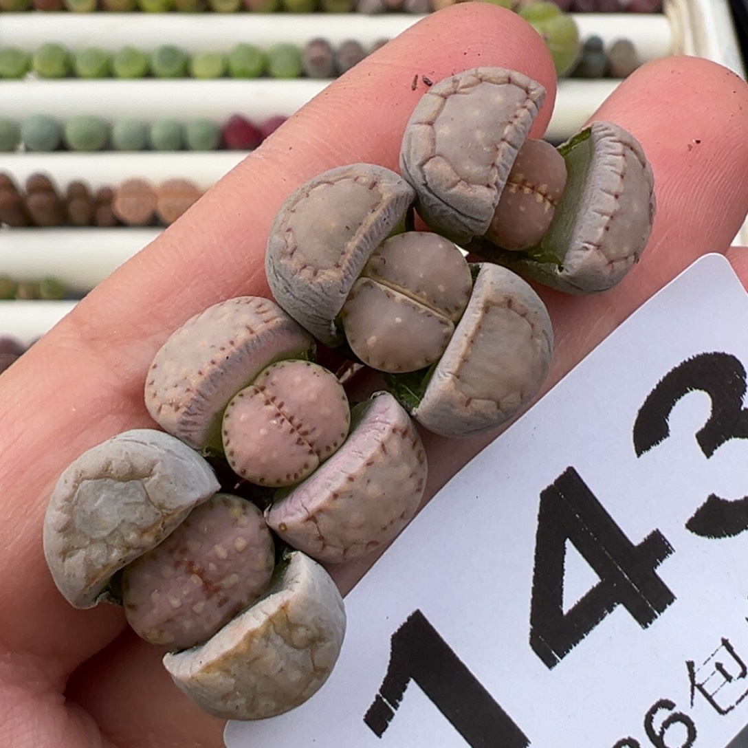 1.2好看的多肉脱土发货143