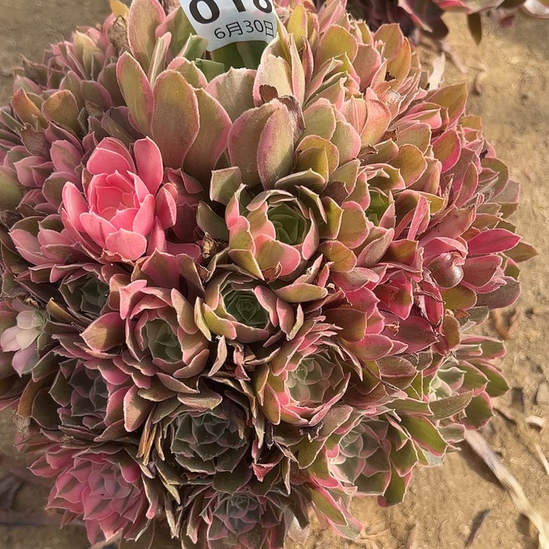 6.30-18男神多肉植物2