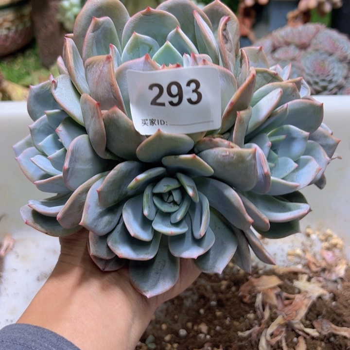 ****豆燃的多肉一物一拍293