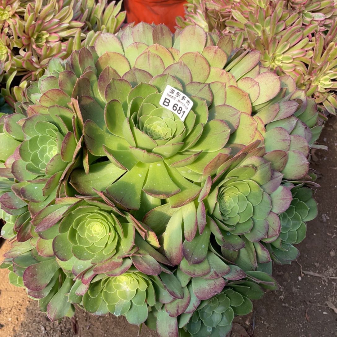 681万圣夜多肉法师断枝不包
