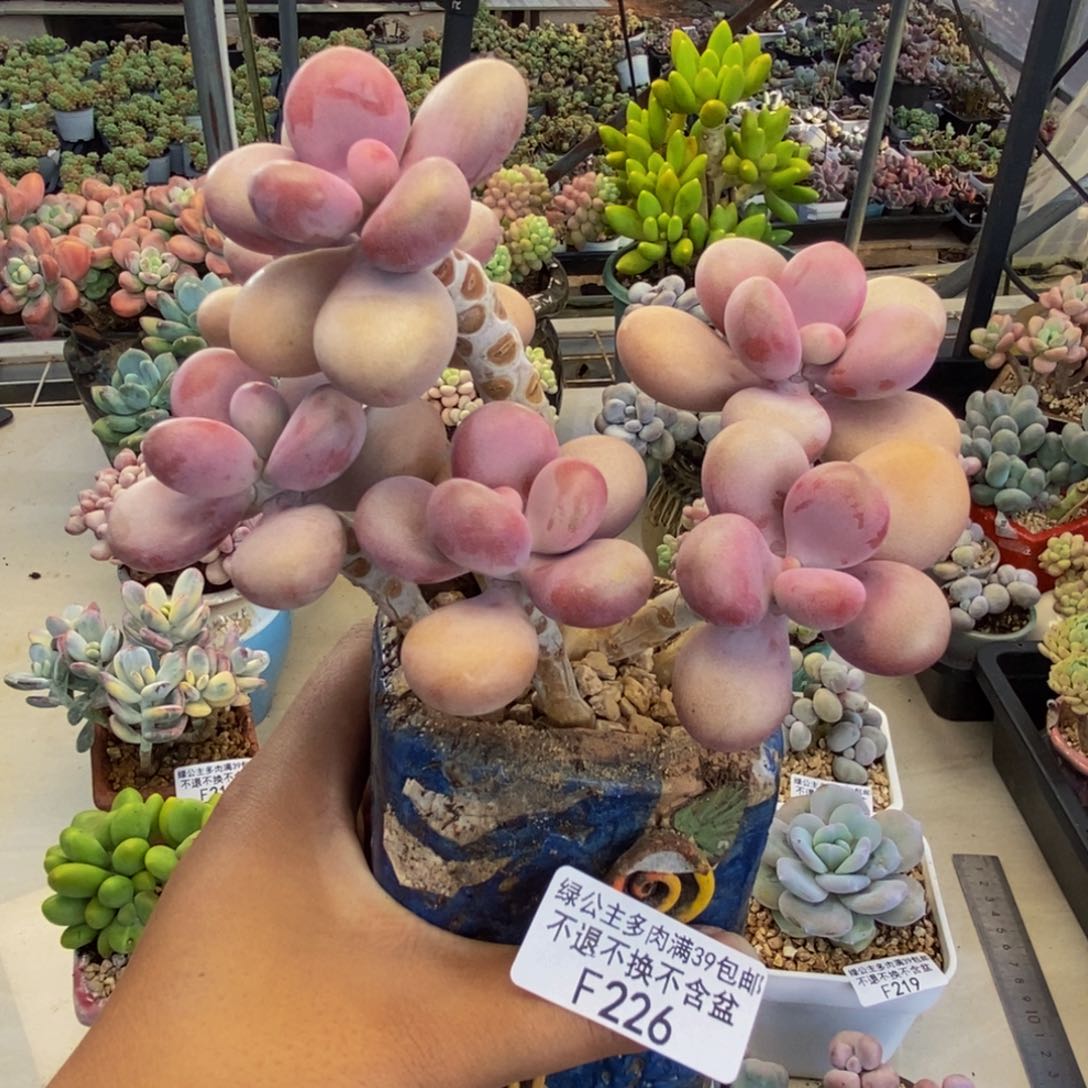 226糖果桃蛋树多肉12cm