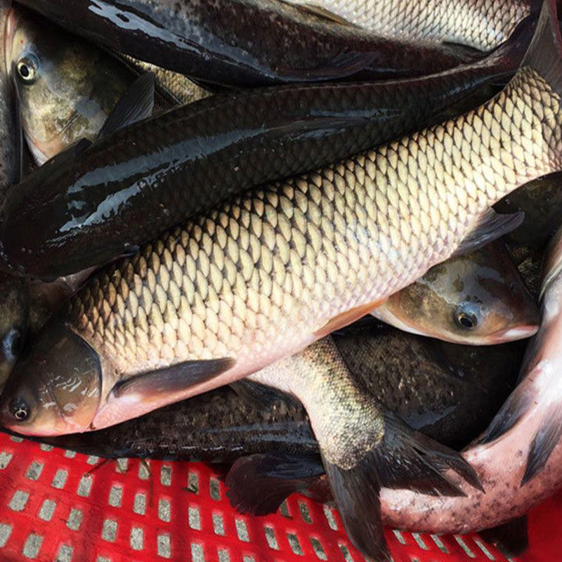 大种草鱼草混子 鲩鱼 脆肉鲩鱼 水族活体每条2g-10g
