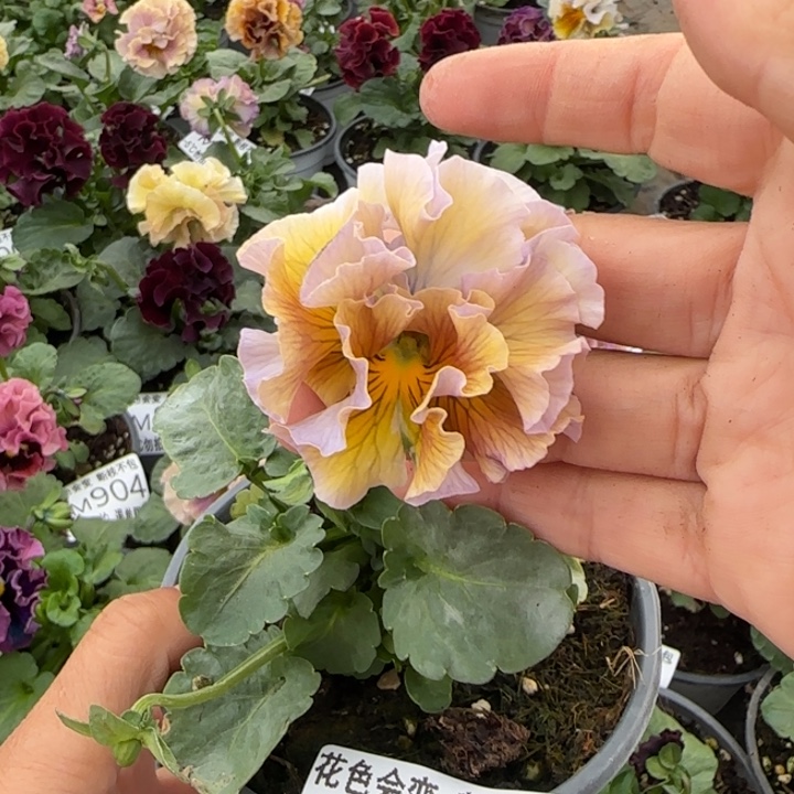 无花朵M925小苗默认苗晃零下5勿拍