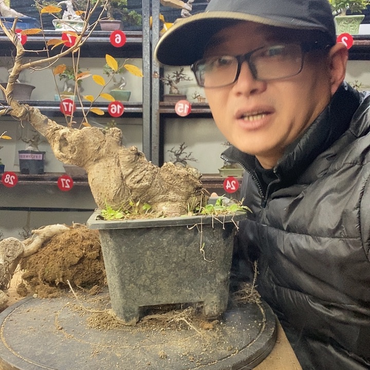 东***H无花朵小叶榔榆一个
