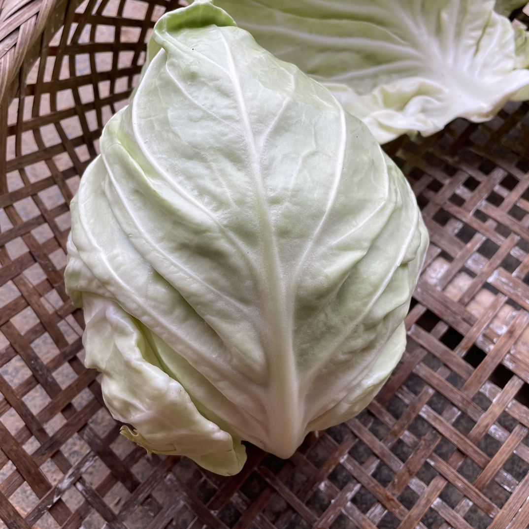 农家包菜牛心包菜尖包菜