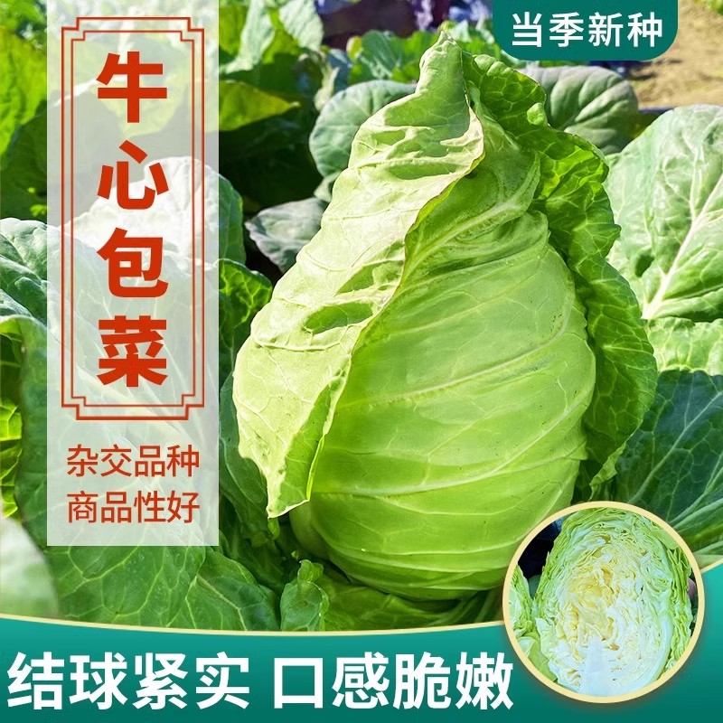 牛心甘蓝种子春秋四季包菜种孑高产卷心菜杂交耐寒甘兰蔬菜籽大全