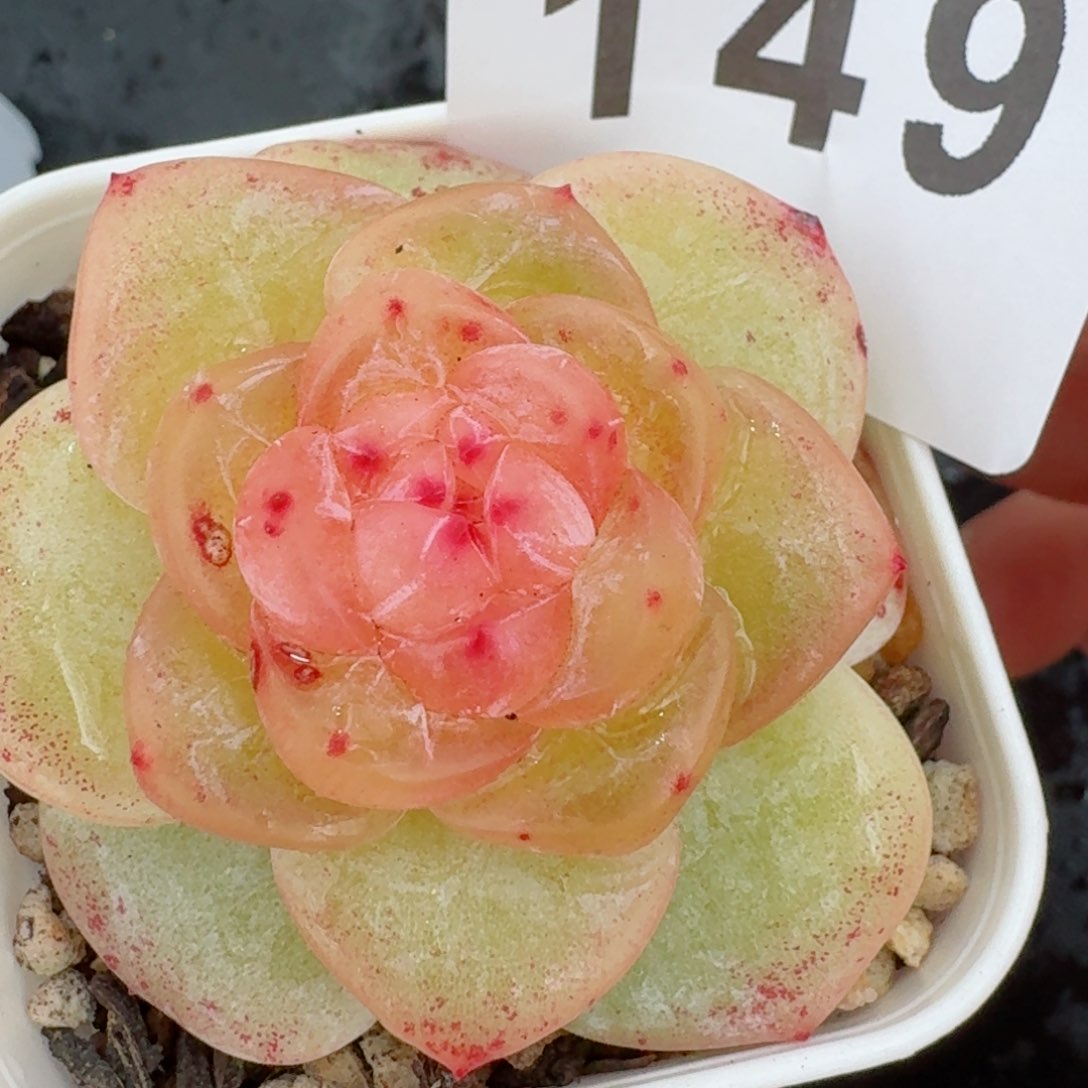 财富系列         精品多肉