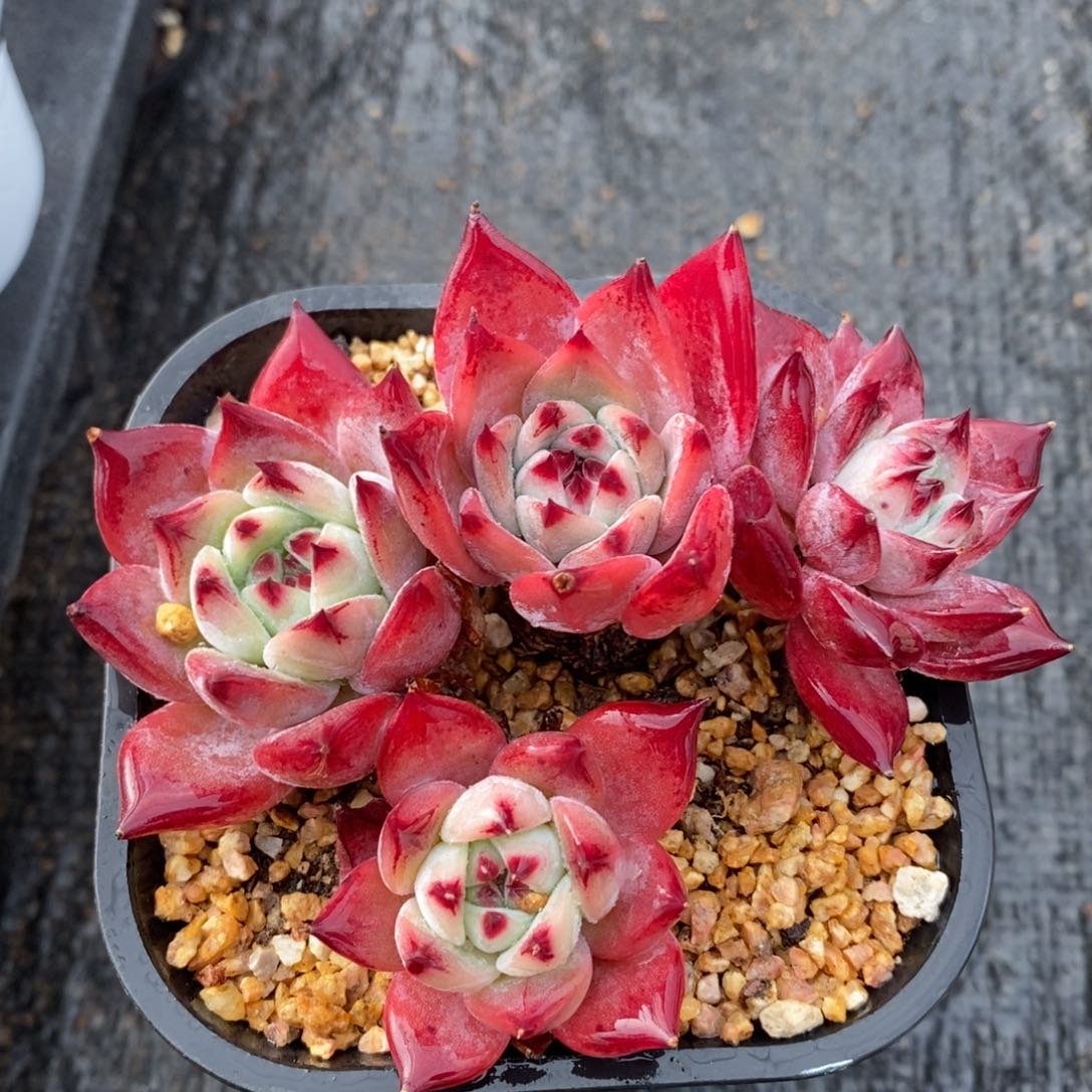 自助下单多肉下滑链接更多品种-卡迪