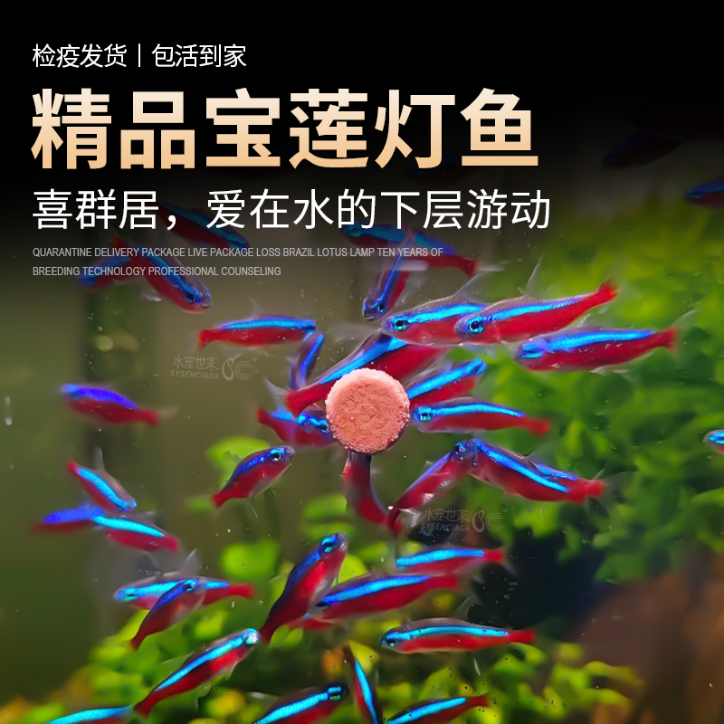 宝莲灯灯笼鱼淡水鱼热带鱼红绿灯小型灯科鱼水草缸群游活体观赏鱼