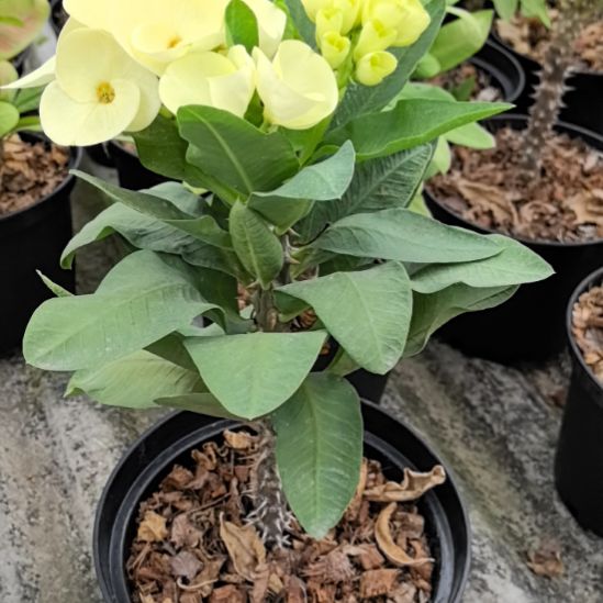 怀***念完全开放无瑕钻石直播间一物一拍