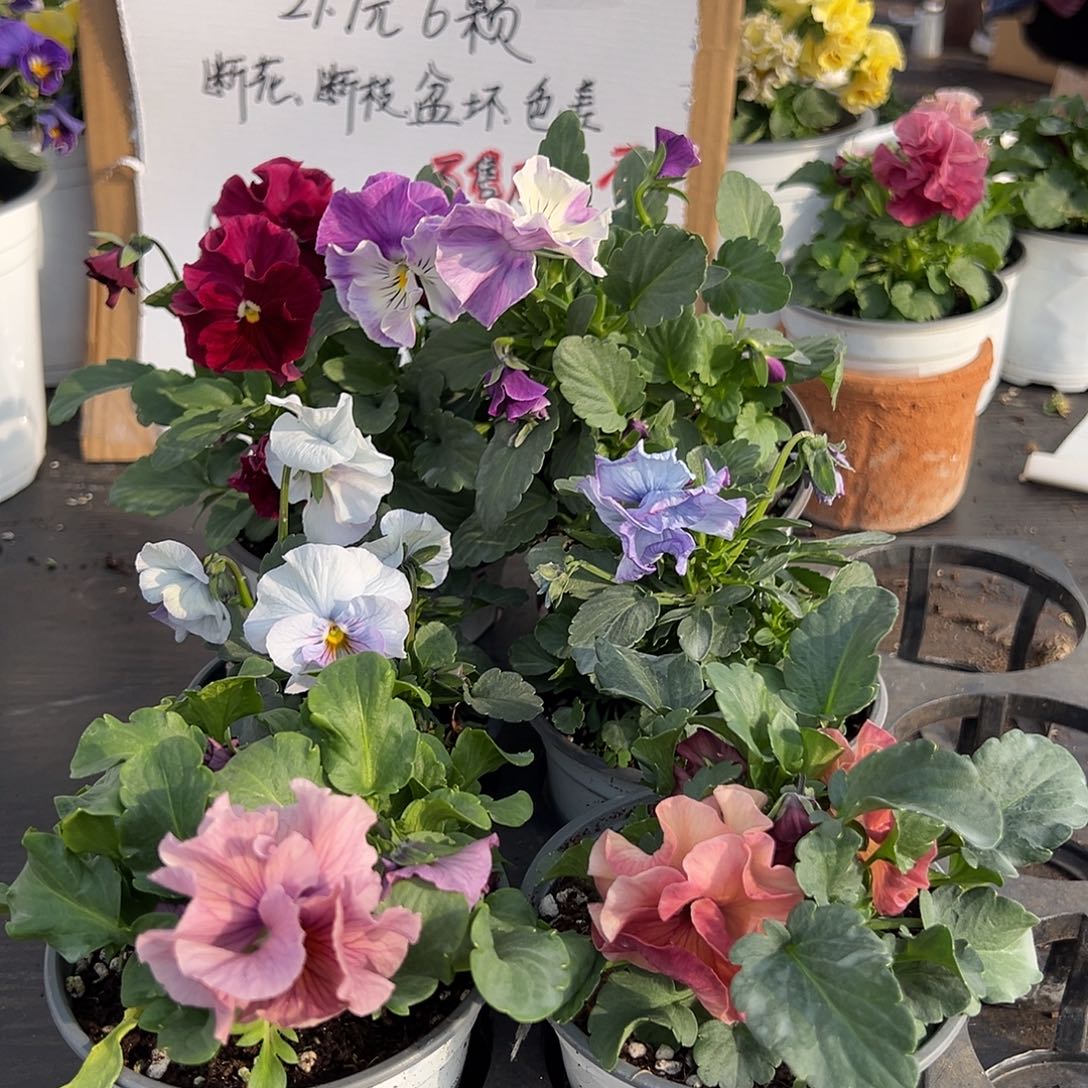 大部分花苞少量开放136号