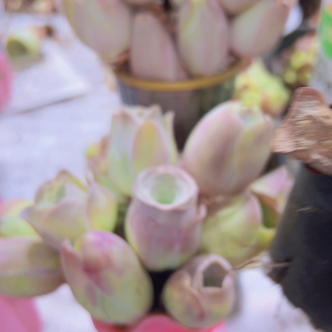 老桩粉耶罗5个玫瑰多肉