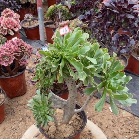 原始绿缀一物一拍