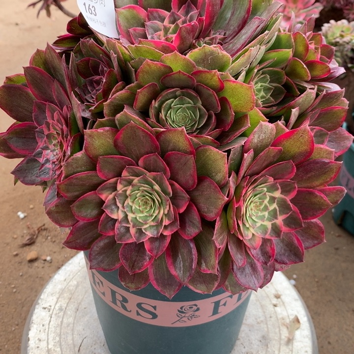 163莲花座多肉植物