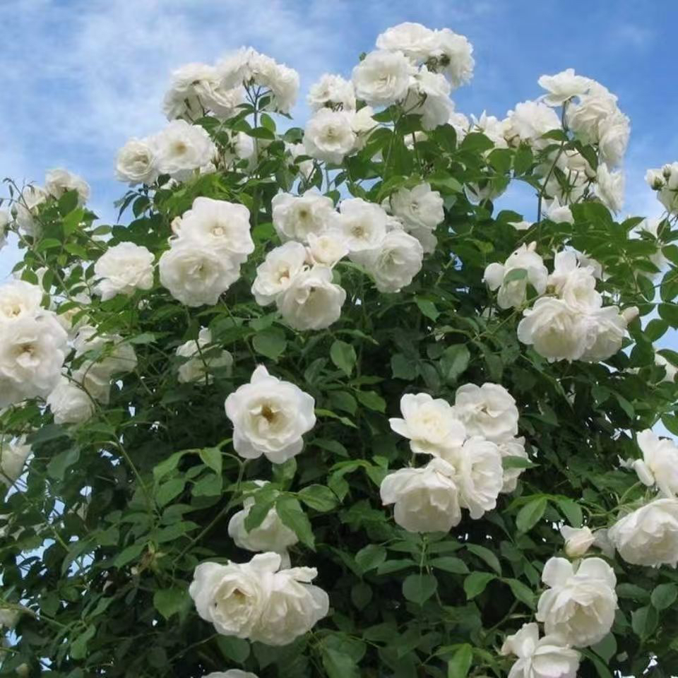 藤冰山大型藤本白色月季花苗阳台庭院四季爬藤蔷薇玫瑰大苗长势快