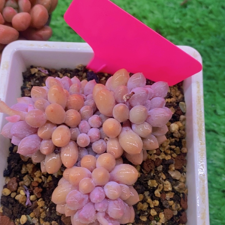 多肉植物，开心多肉