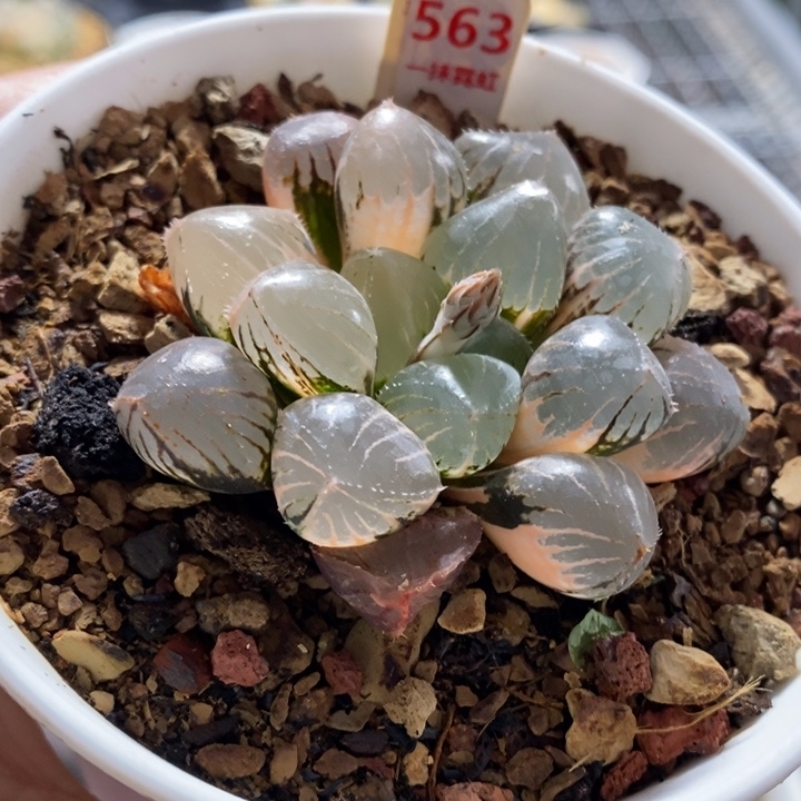 563号糯玉露锦带盆