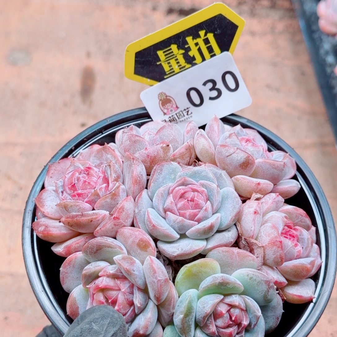 多肉植物多肉植物