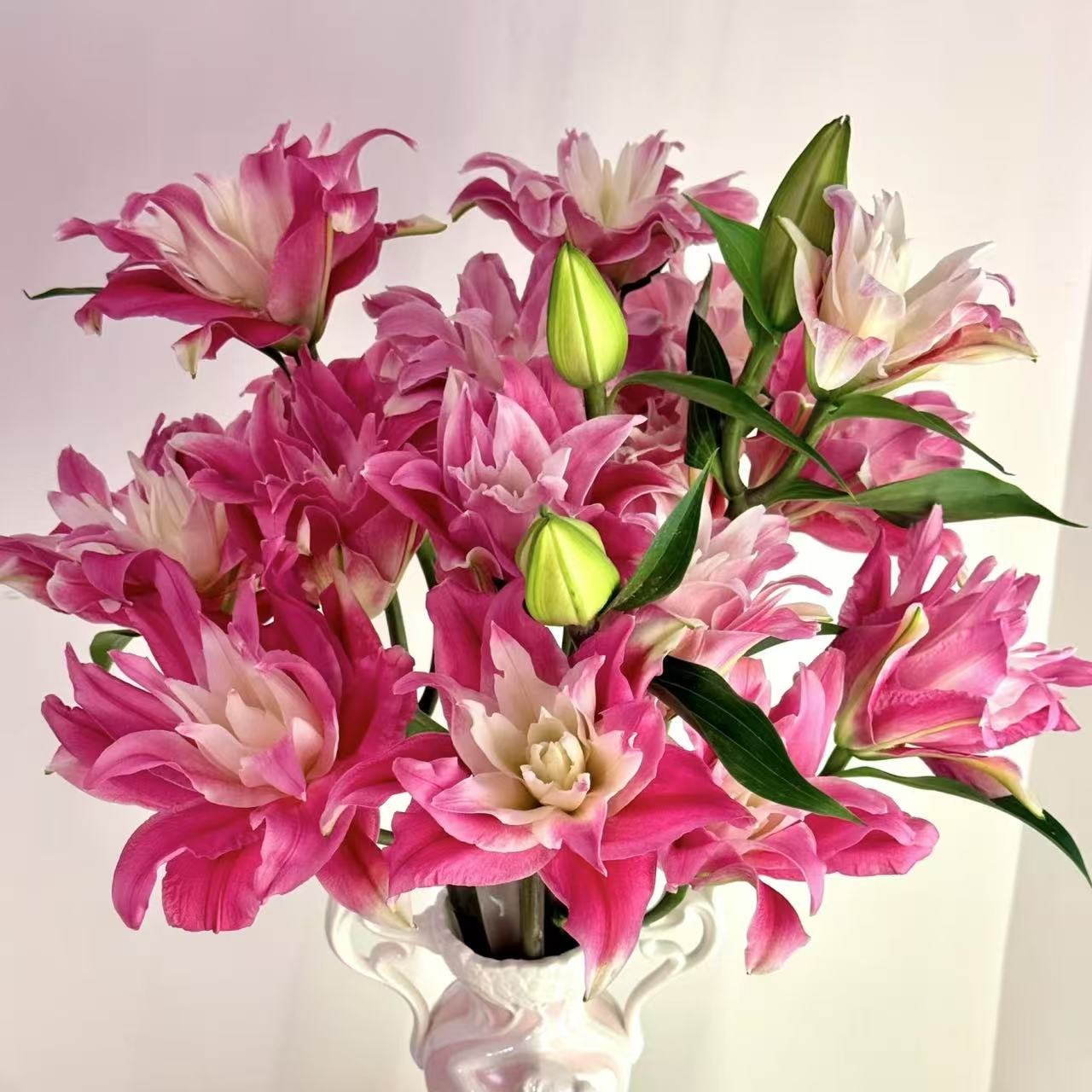 红丝带《鲜切花》重瓣百浓香合花鲜花生活鲜花家庭插花质量开花