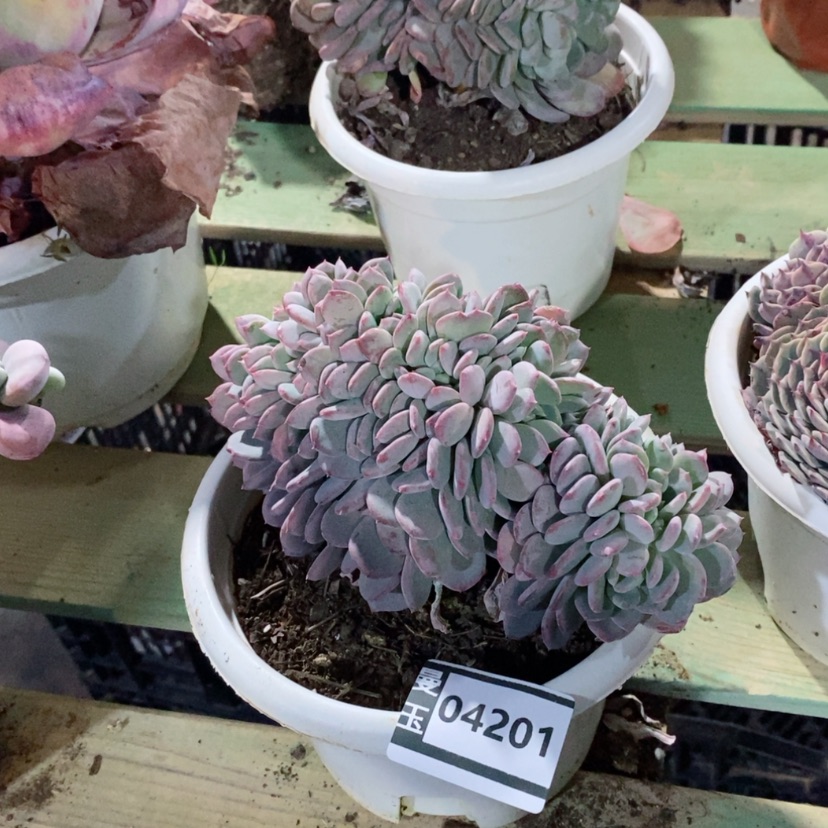 【闪购商品】玛瑙缀04201