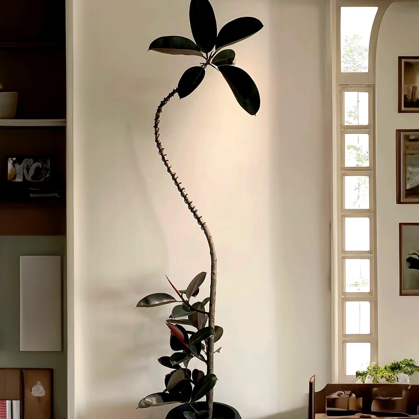 网红款飘枝橡皮树带瓷盆