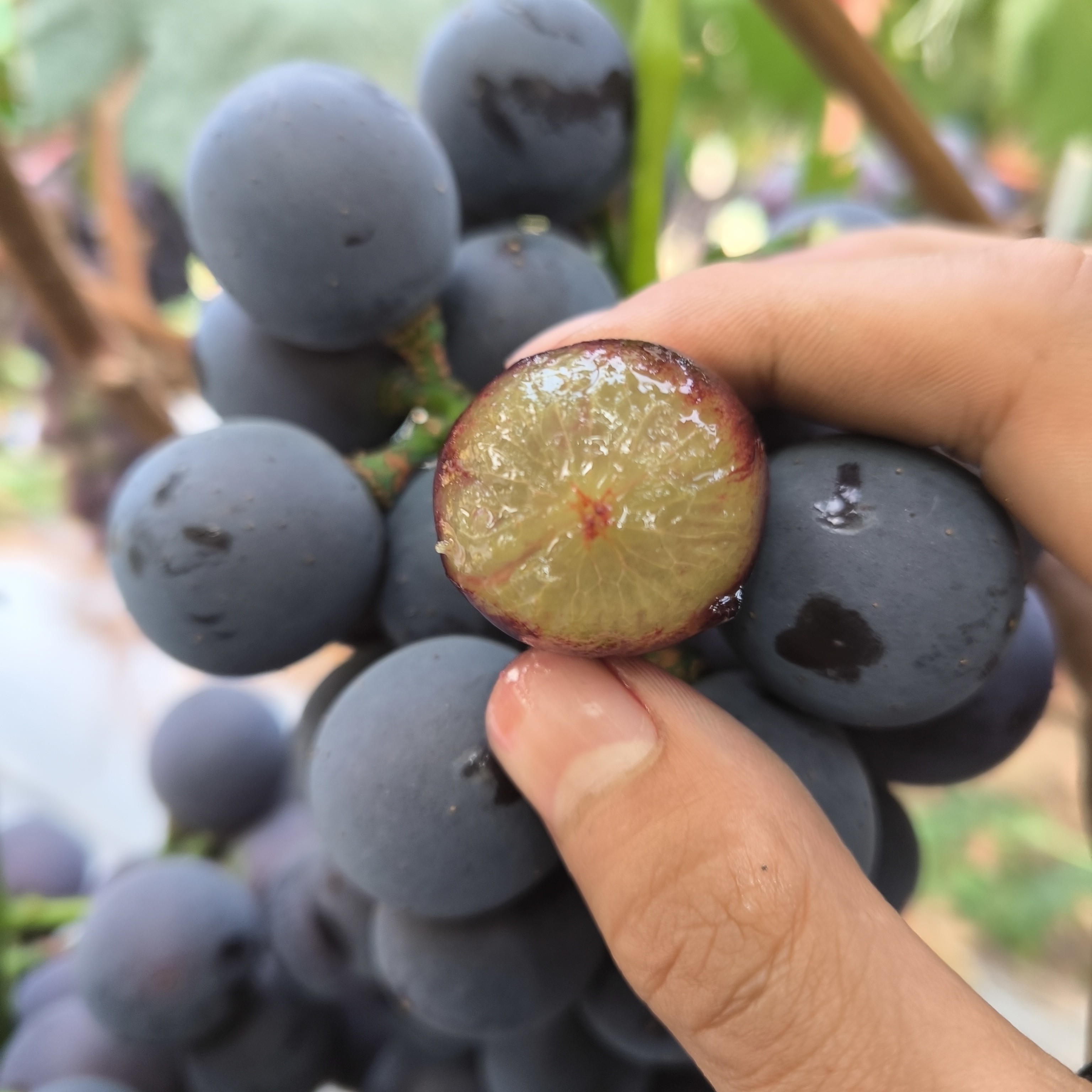 新鲜现摘夏黑葡萄 当季爆甜无籽大颗粒 顺丰冷链直达包邮1到 5斤装随心选葡萄同城送安徽省