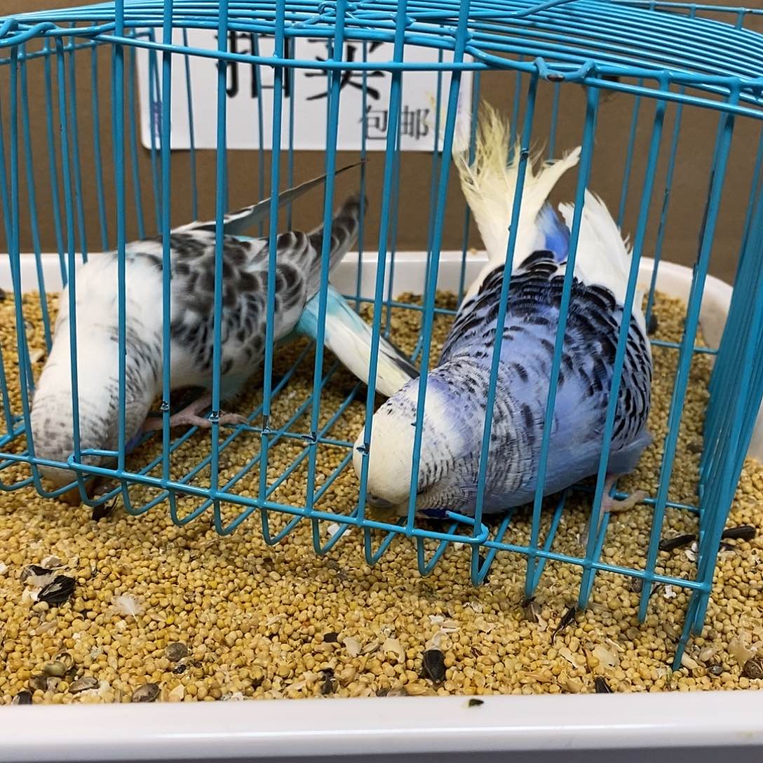 虎皮鹦鹉大头虎皮