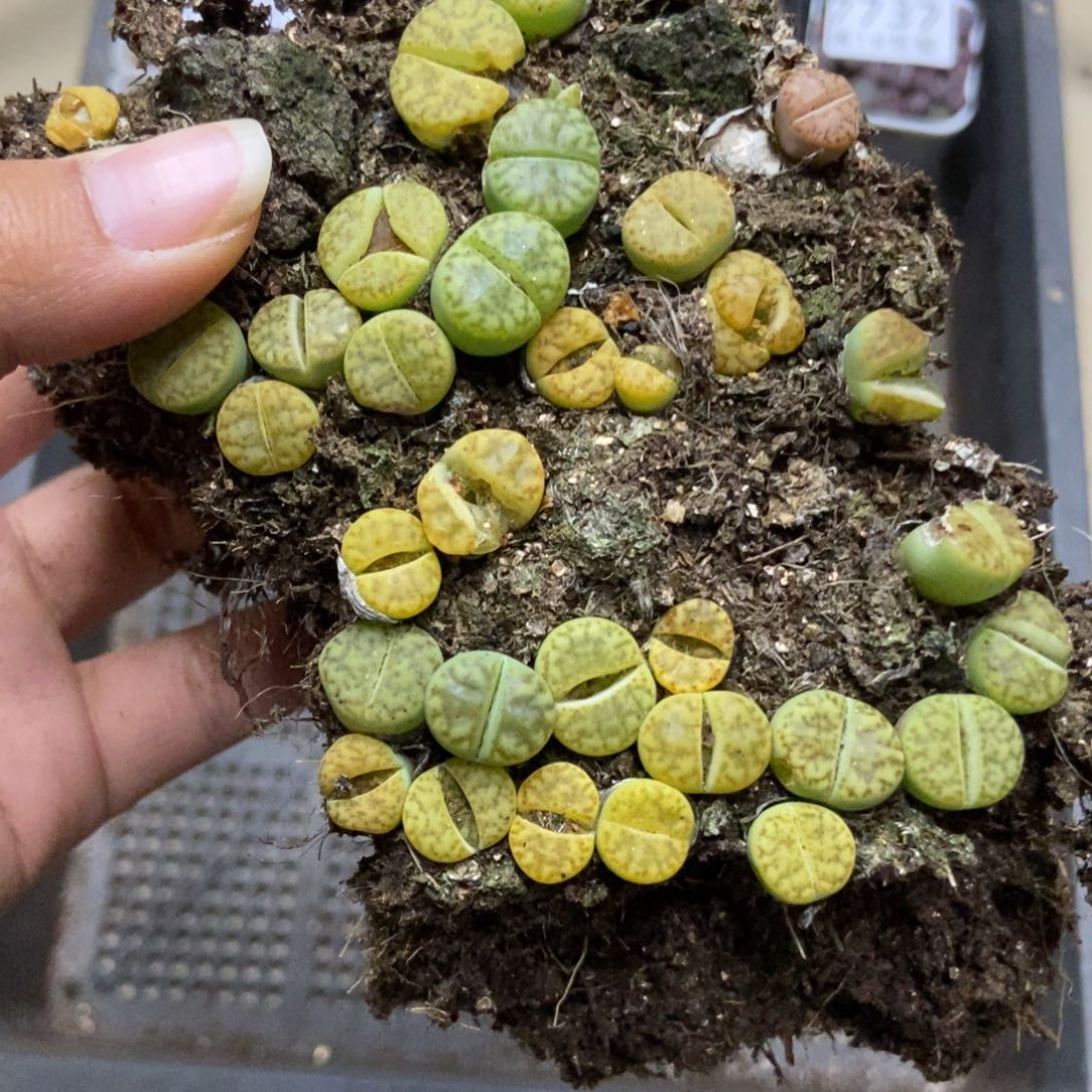 7741黄明玄切糕有疤