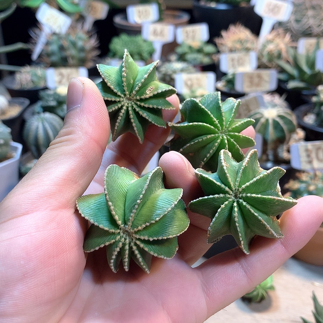 辛顿花笼没根                       