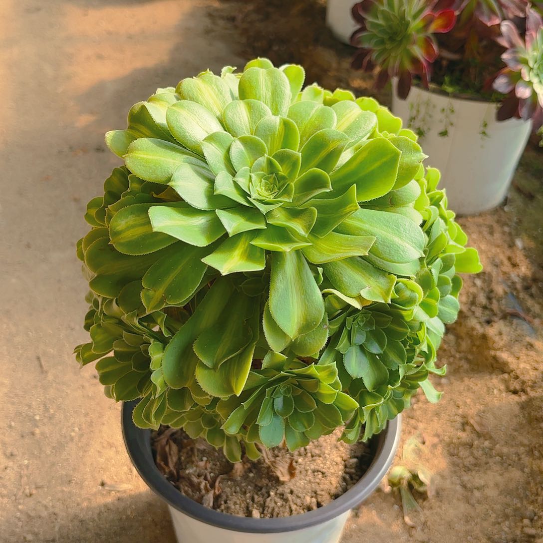 翡翠琉璃老庄多肉植物