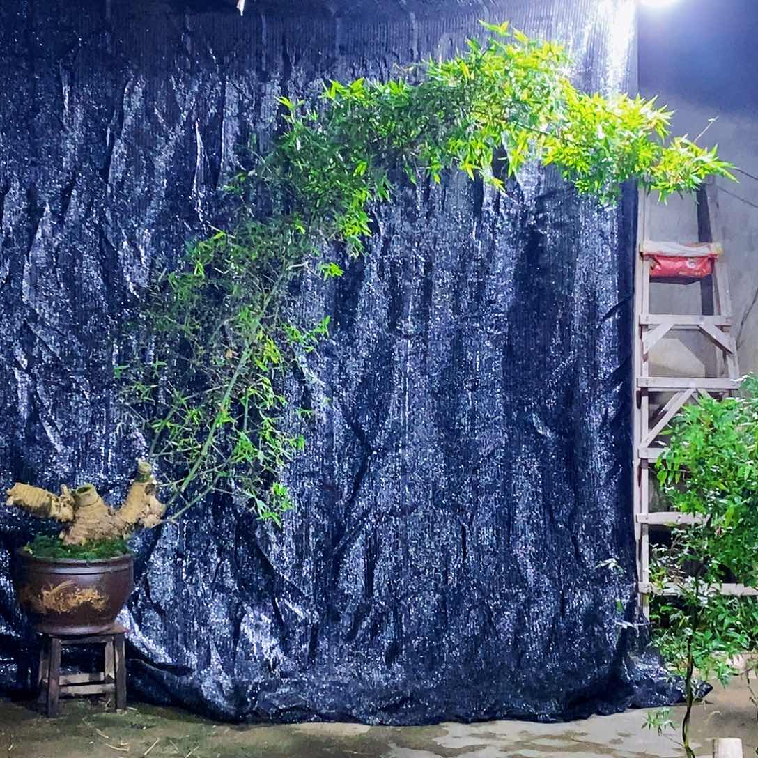 武***军完全开放小叶簕竹一物一拍