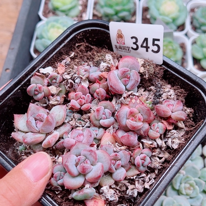 多肉植物多肉植物