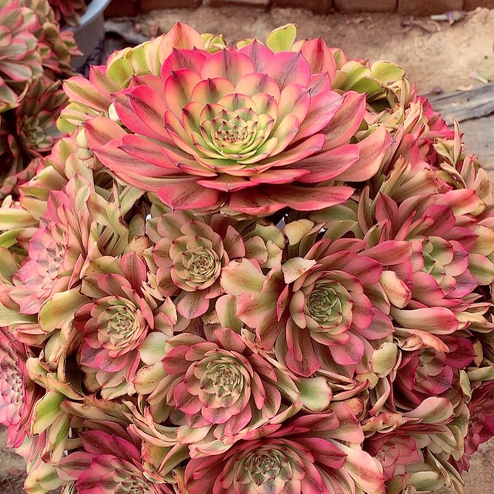 粉体美姬，多肉植物