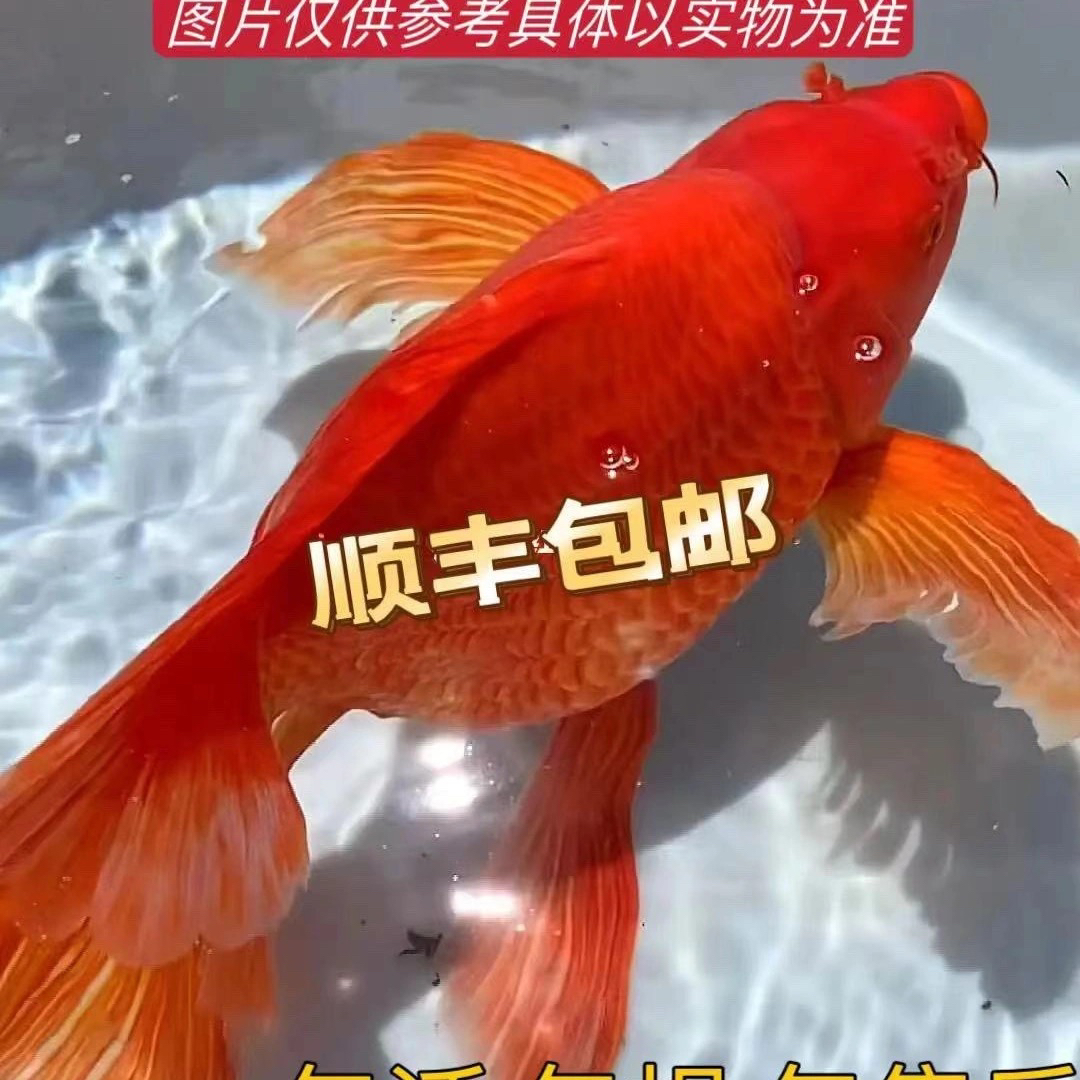 【红色】精品蝴蝶鲤大鳍大尾狮子头包邮纯种养鱼鲜活红鱼顺丰包邮