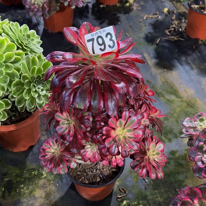 00000000000000793香奈儿