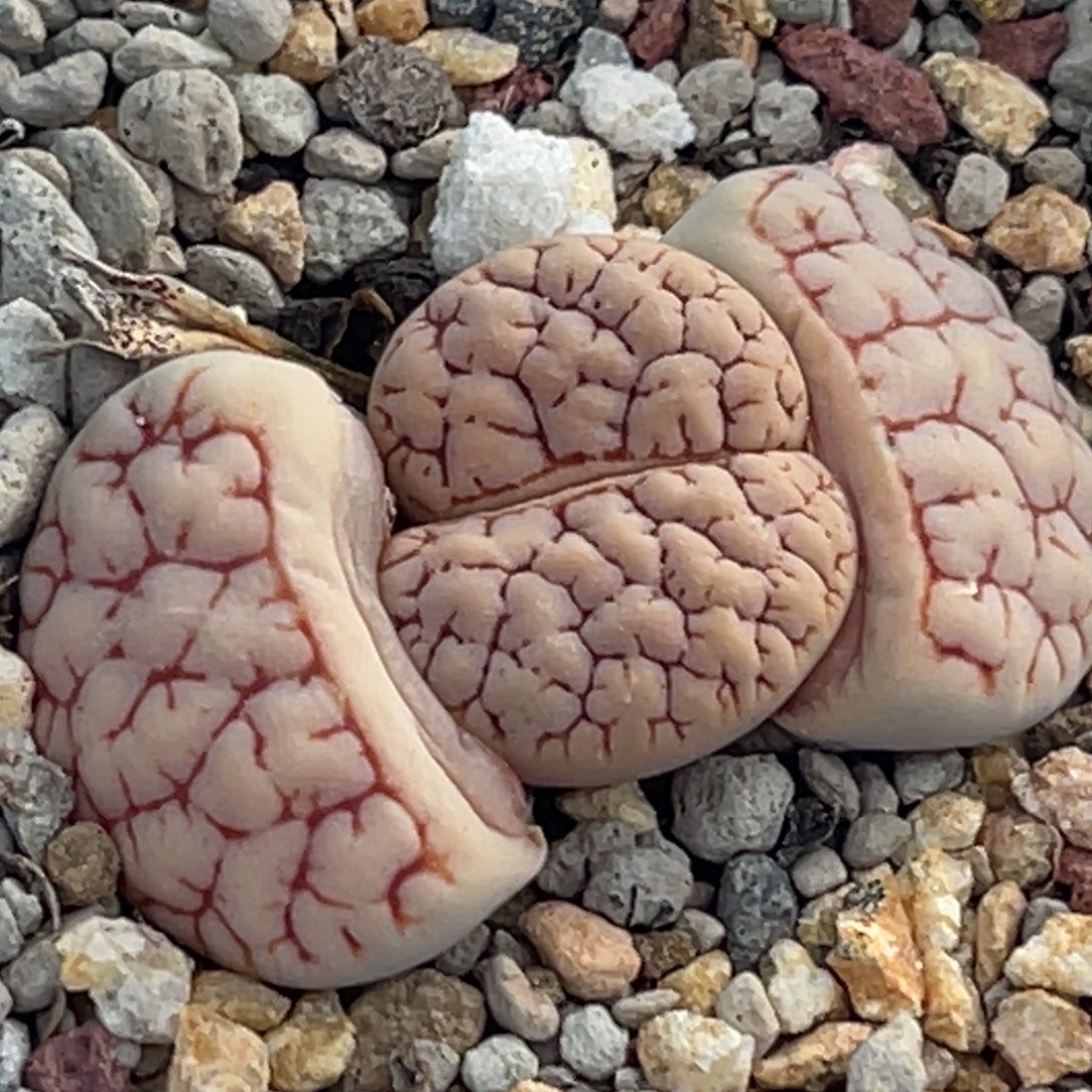 8495红纹凹凸189一颗