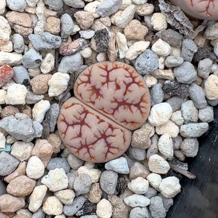 精品多肉植物精品多肉