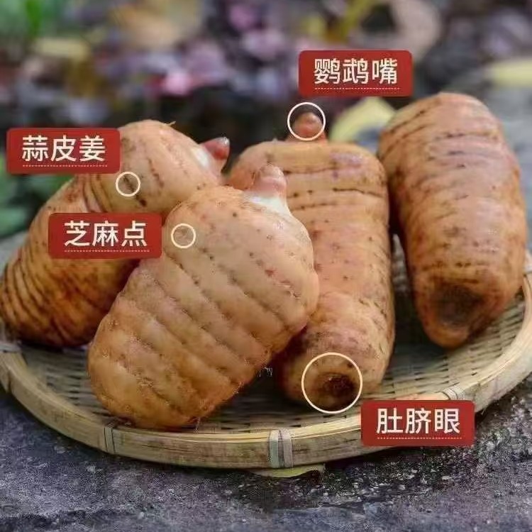 云南昭通正宗小草坝新鲜白头天麻产地现挖顺丰快递天麻正宗野天麻
