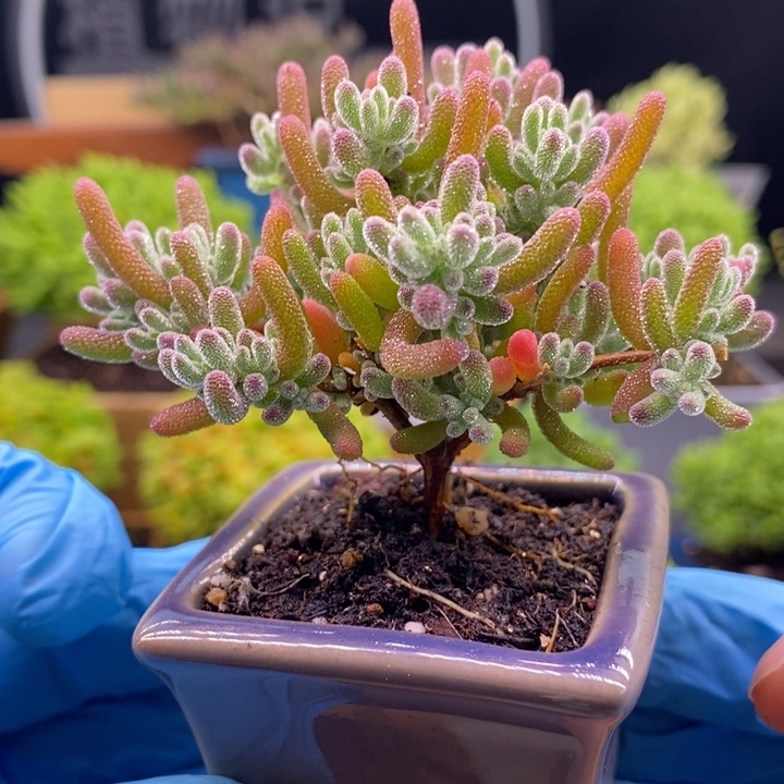 无花朵107冰红。    