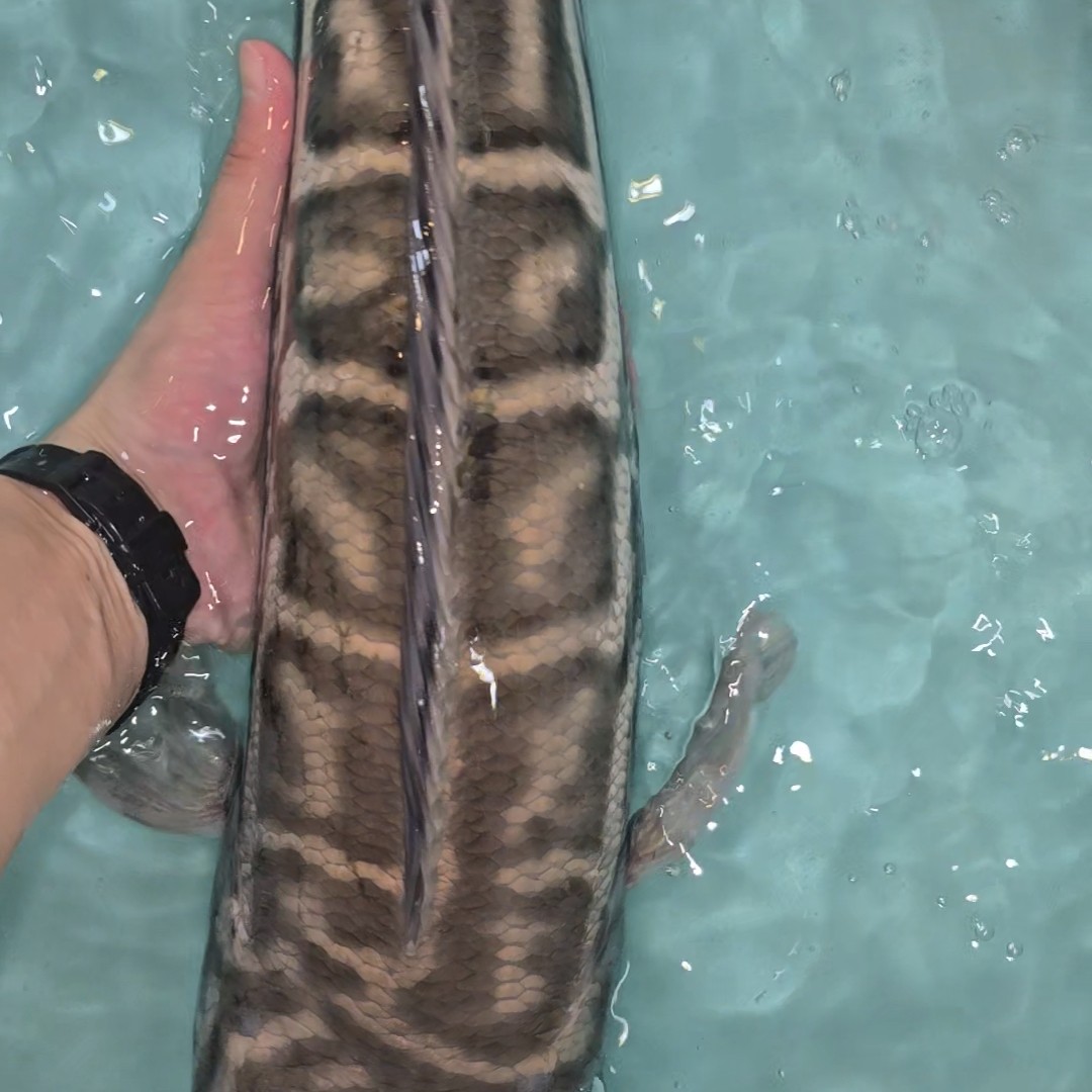 原色多曼大铅笔观赏鱼60-65厘米左右