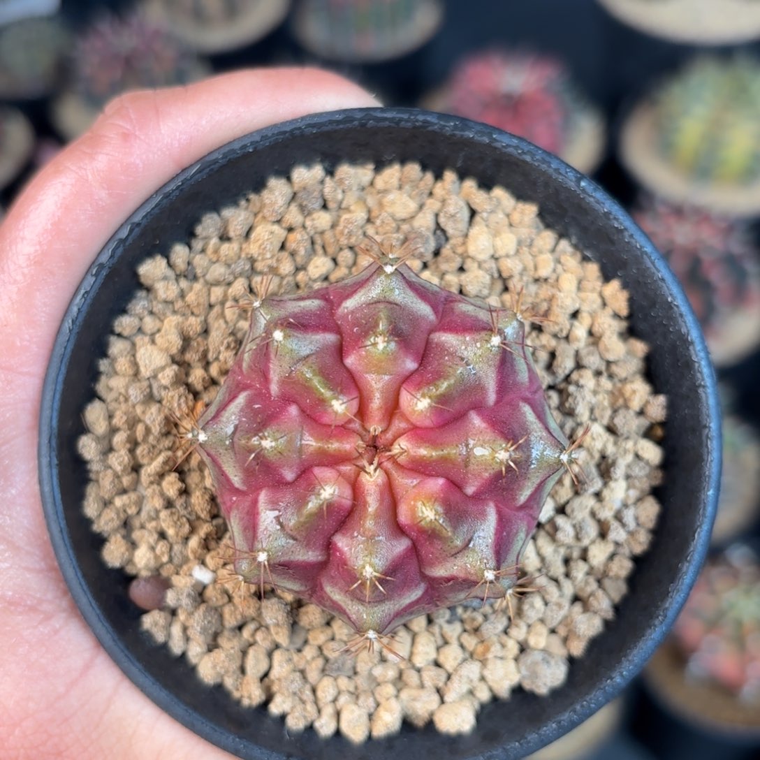 泰系米哈实生仙人球400