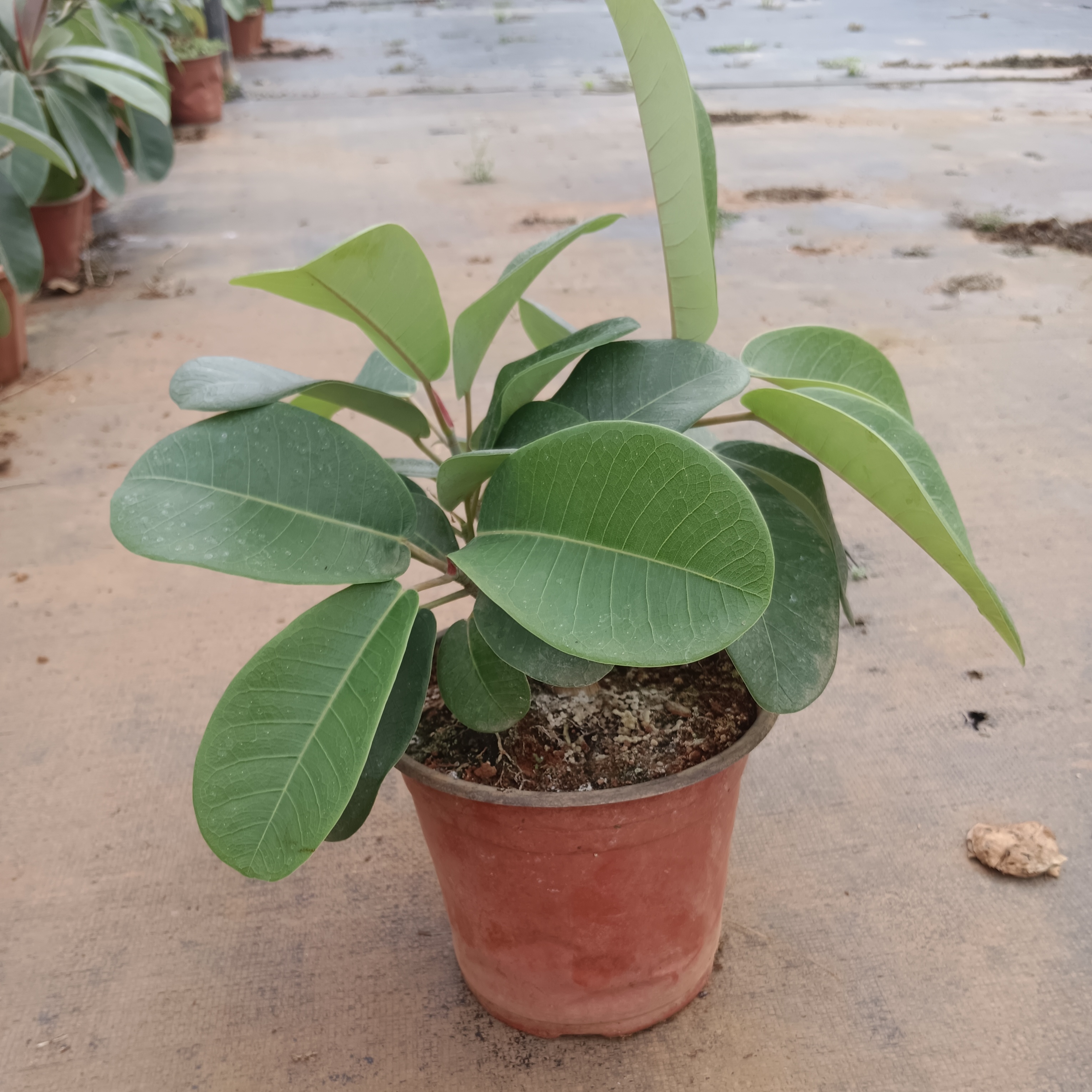 附石用苗大叶榕树苗绿植盆栽